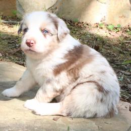 Mantis - Red merle male Australian Shepherd puppy in Macon, Georgia from Shaina’s Shepherds