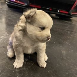 Pomsky Puppies from Magic Valley Pomskies
