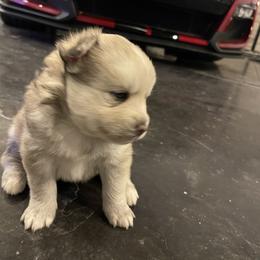 Pomsky Puppies from Magic Valley Pomskies