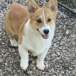 Pippin - Pembroke Welsh Corgi