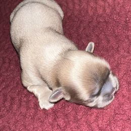 Shih Tzu Puppies from Lavender Lane Tzus