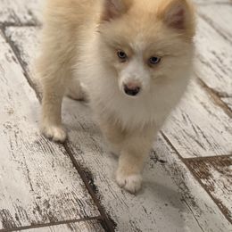 Willie - Blue male Pomsky puppy in Gunter, Texas from The Painted Pomsky