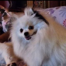 Susie - Pomeranian