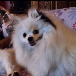 Susie - Pomeranian