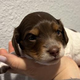 Dachshunds and Doberman Pinschers from Texas Mini Dachshunds & Dobermans
