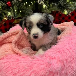 Aurora - Miniature Australian Shepherd puppy from Blue Envy Mini Aussies