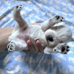 Chief - White male Miniature Schnauzer puppy in Hedgesville, West Virginia from Clay Hill Kennels