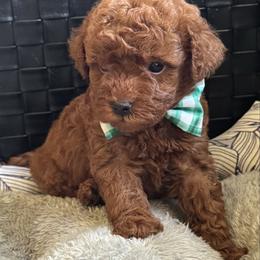 Piper - Red  male Goldendoodle puppy in Sauk Village, Illinois from Midwest Timberland Pups
