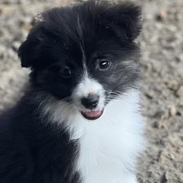 Miniature Australian Shepherds and Toy Australian Shepherds from Maple Creek Run