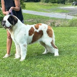 Adele - Saint Bernard