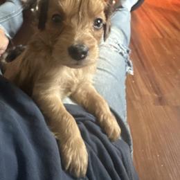 Nick - Sable male Goldendoodle puppy in Waynesboro, Virginia from Forest Creek Kennel