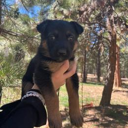 Kodiak - Black and tan male German Shepherd puppy in Colorado Springs, Colorado from Forest Home Shepherds