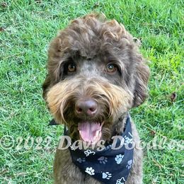 Cinco - Australian Labradoodle