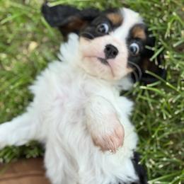 Girl 3 - female Cavalier King Charles Spaniel puppy in Hampton, Minnesota from My Cavalier Puppy