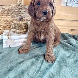 Girl 4 - Red female Irish Doodle puppy in Bloomfield, Iowa from Schooley Doodles