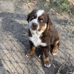 Dante - Red tri-color male Australian Shepherd puppy in Hubbard, Texas from Poston Paddock Aussies LLC