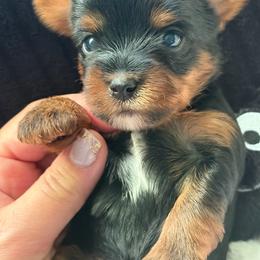 Nandor the Relentless - Black and tan male Yorkshire Terrier puppy in Coeur D Alene, Idaho from Cozy Coeur Yorkies