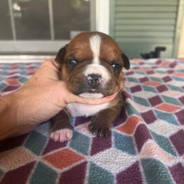 Monica - Red female American Staffordshire Terrier puppy in Marietta, Georgia from Ambition Amstaffs