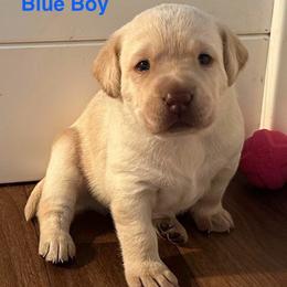 Blue Boy - Yellow male Labrador Retriever puppy in Rock Hill, South Carolina from North Star Retrievers