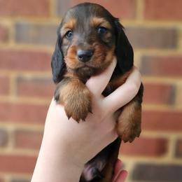 Chewie- AKC- Gorgeous Shaded Red (Mahogany) - Red male Dachshund puppy in Loganville, Georgia from Royal Dackel Haus