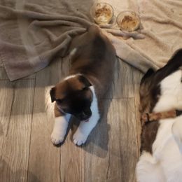 Akita Puppies from Mizuki Akita LLC.