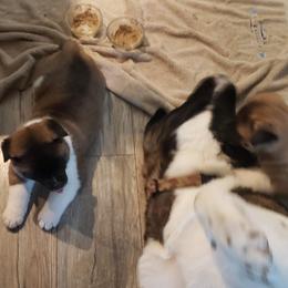 Akita Puppies from Mizuki Akita LLC.