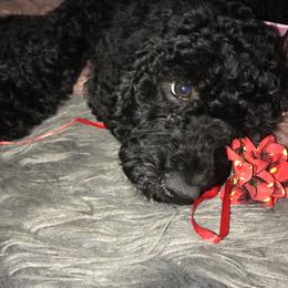 Goldendoodle Puppies from Zeusthemoosedoodles