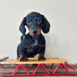 Woodford - Black and tan male Dachshund puppy in Crystal, Michigan from Mare-Bella Smoothcoat Edition