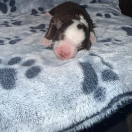 Miles - Red tri male Miniature Australian Shepherd puppy in Lacombe, Louisiana from Indigo River Aussies