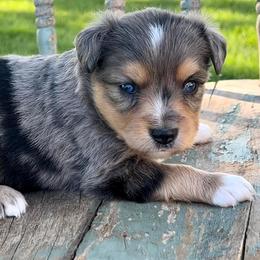 Toy Australian Shepherd Puppies from Kickapoo Creek Toy Aussies