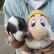 Sneezy - Liver and white male Pointer puppy in Olympia, Washington from Birdsboro Pointers