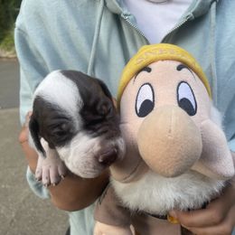 Sneezy - Liver and white male Pointer puppy in Olympia, Washington from Birdsboro Pointers
