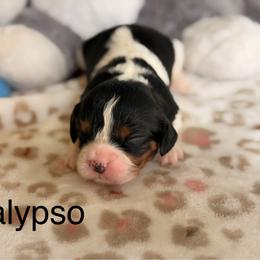 Calypso - Tri-color male Cavalier King Charles Spaniel puppy in Middletown, Ohio from CreekSong Farm Cavaliers