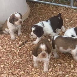 English Springer Spaniel Puppies from Mossy Creek Springers