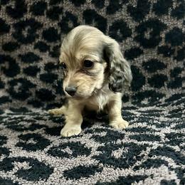 Snowden- 2700- traveling to North Carolina for delivery - Cream male Dachshund puppy in Biloxi, Mississippi from Southern Doxies Ms