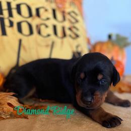 Green collar - Black and rust male Doberman Pinscher puppy in Winamac, Indiana from DIAMOND RIDGE DOBERMANS