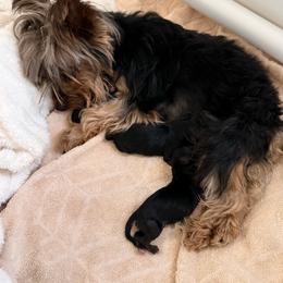 Myers - Black and tan male Yorkshire Terrier puppy in Wilbraham, Massachusetts from Roleez Yorkies