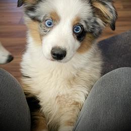 Australian Shepherd Puppies from Outback Mini Aussies