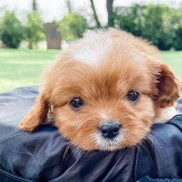 Cavapoo and Goldendoodle Puppies from Fitzdoodles