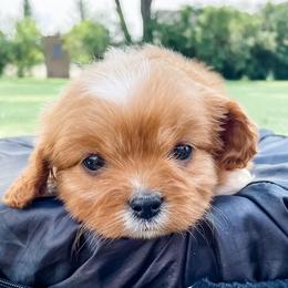 Cavapoo and Goldendoodle Puppies from Fitzdoodles