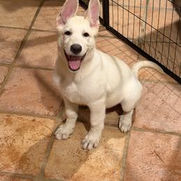 Boy 6 - White male German Shepherd puppy in Santa Rosa Valley, California from Diamond White German Shepherds