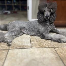Cleo - Poodle