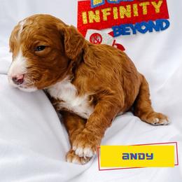 Andy - Red  male Goldendoodle puppy in Lakeland, Florida from Rolling Oak Doodles