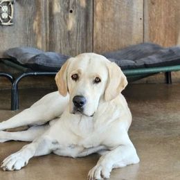 Garth - Labrador Retriever