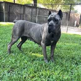 Diamond - Cane Corso
