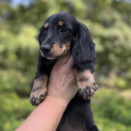 Dachshunds from Johnson Dachshund’s