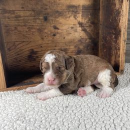 Graham - Tri-color male Bernedoodle puppy in Heyworth, Illinois from Cobble Creek Puppies
