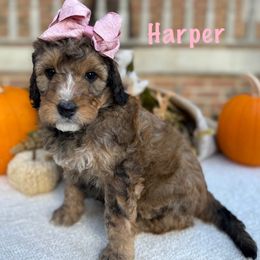 Harper - Sable female Bernedoodle puppy in Perrysville, Ohio from Pleasant Valley Bernedoodles