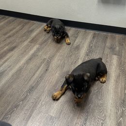 Rottweiler Puppies from Woods AKC Rottweiler