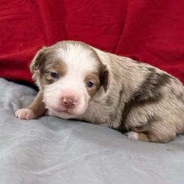 Amelia - Red merle female Toy Australian Shepherd puppy in College Station, Texas from South Paw Toy Aussies